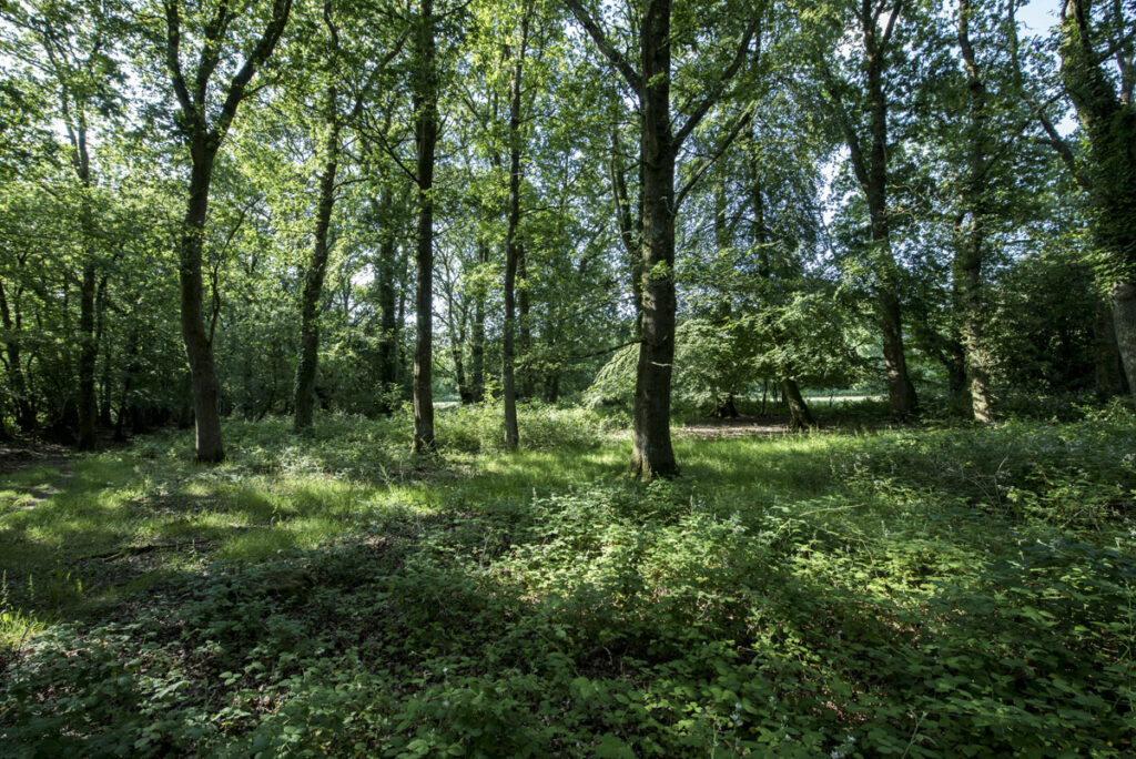 Woodland